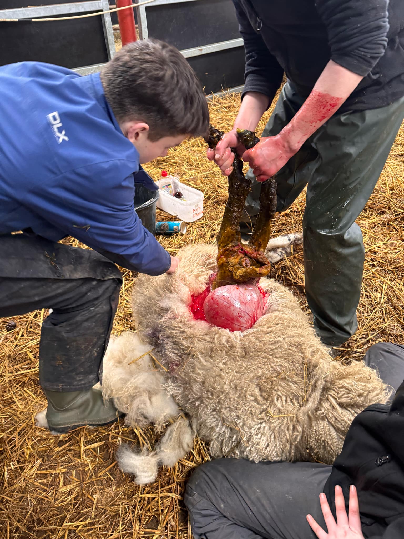 Indoor lambing 