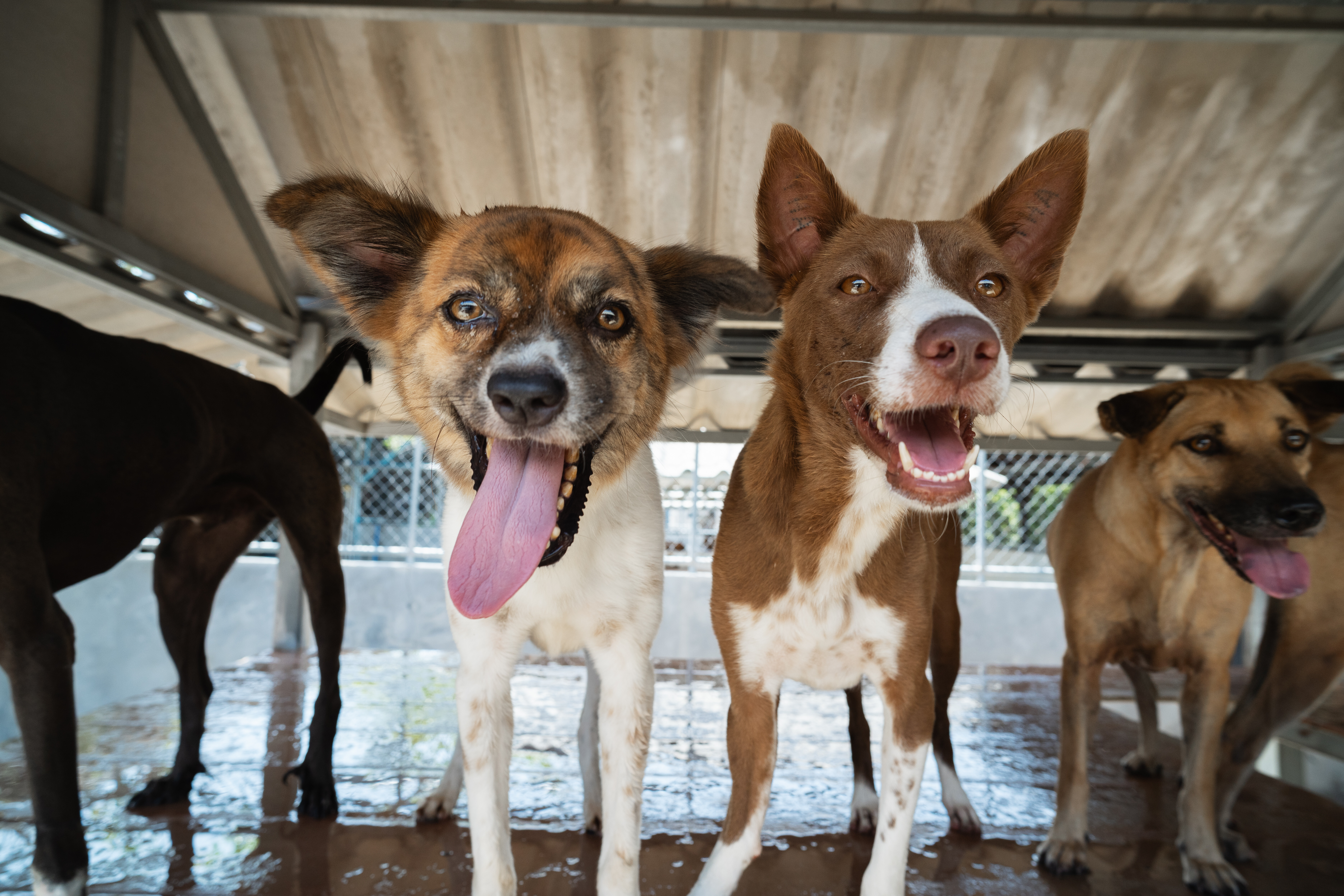 Soi Dog Placement in July 2026