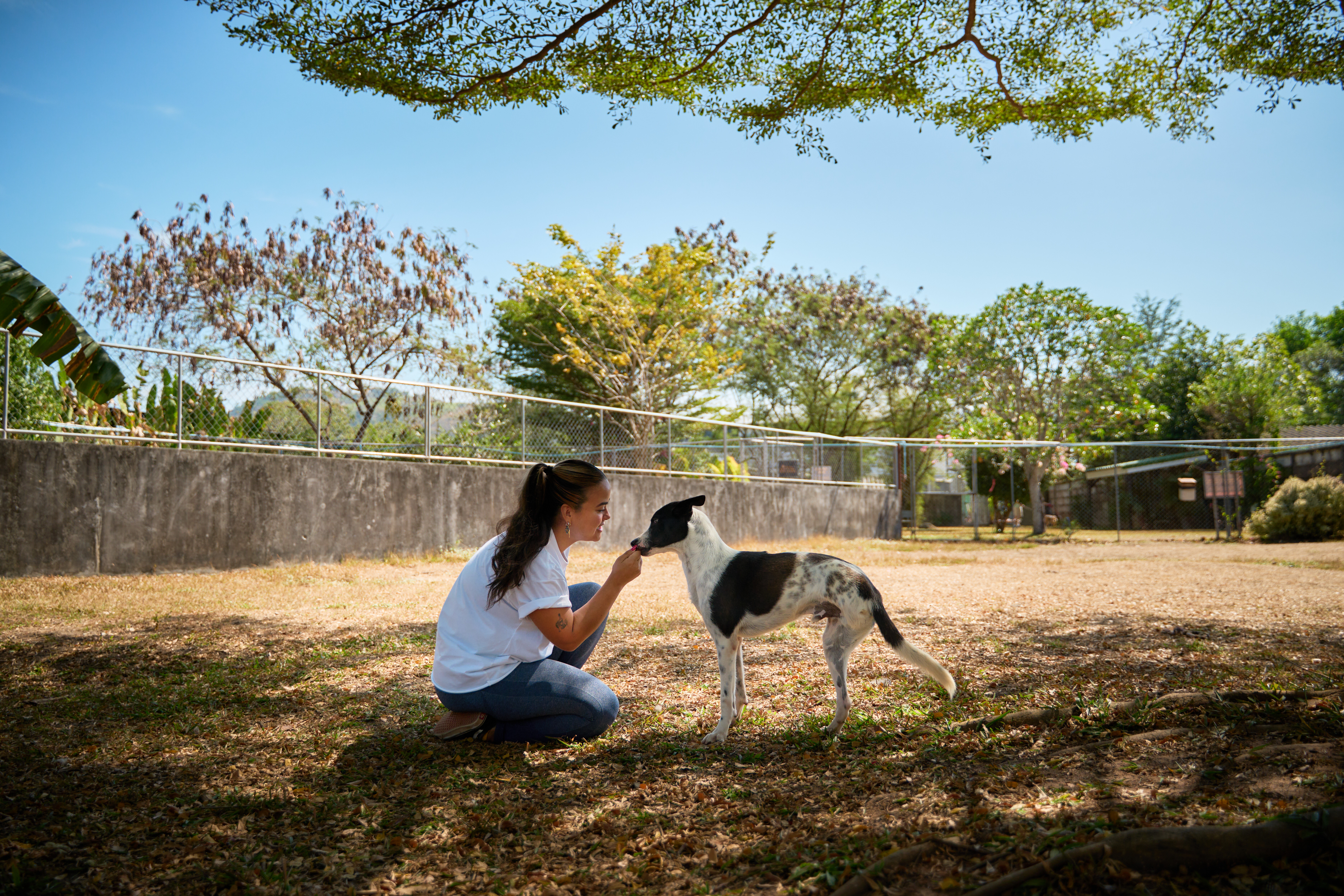 Soi Dog Observation visit in August 2026