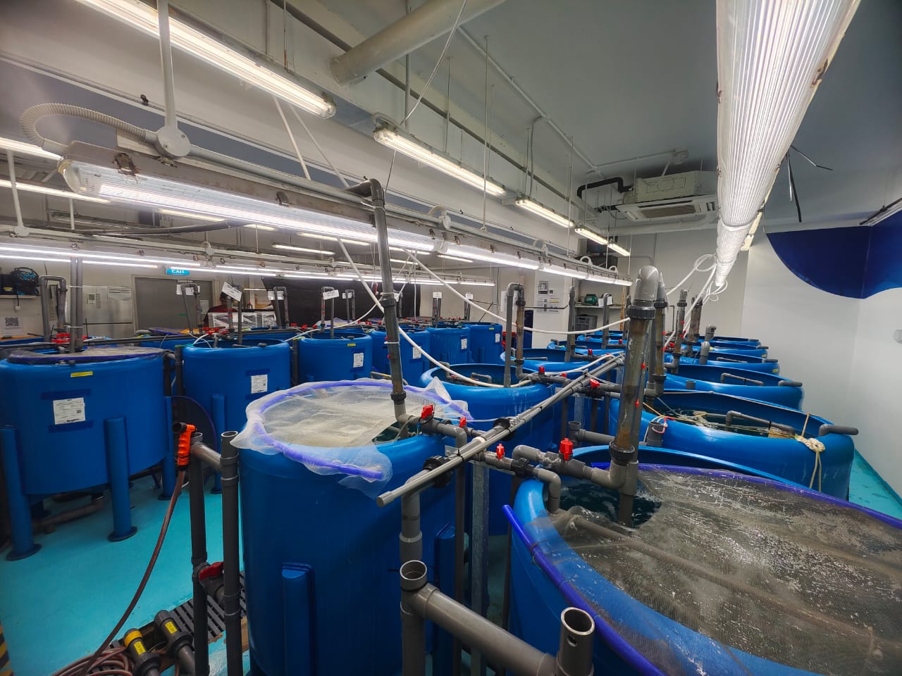 Aquaculture Nutrition, Live Feed & Functional Feed Research Placement