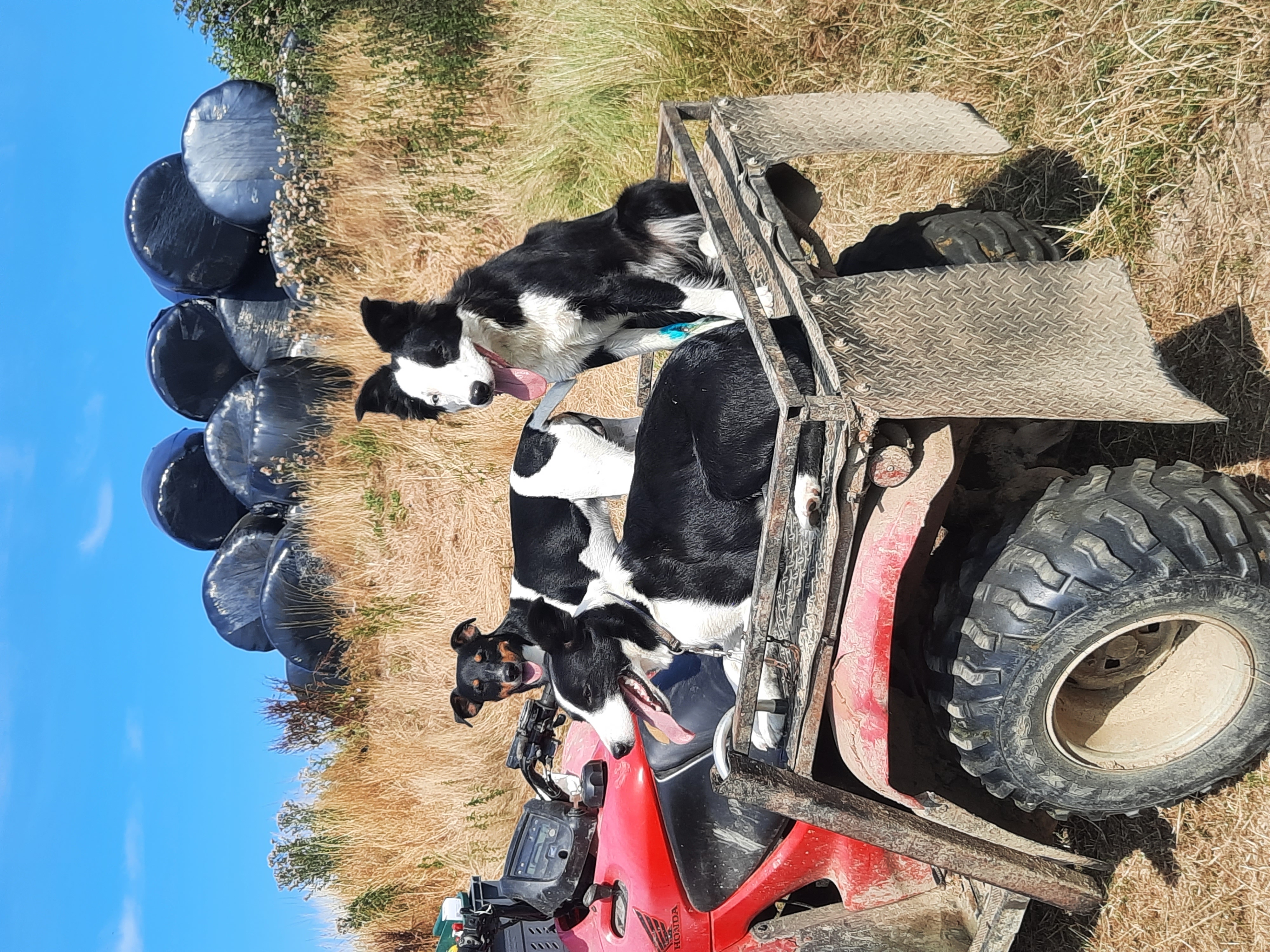 Summer farm placement 