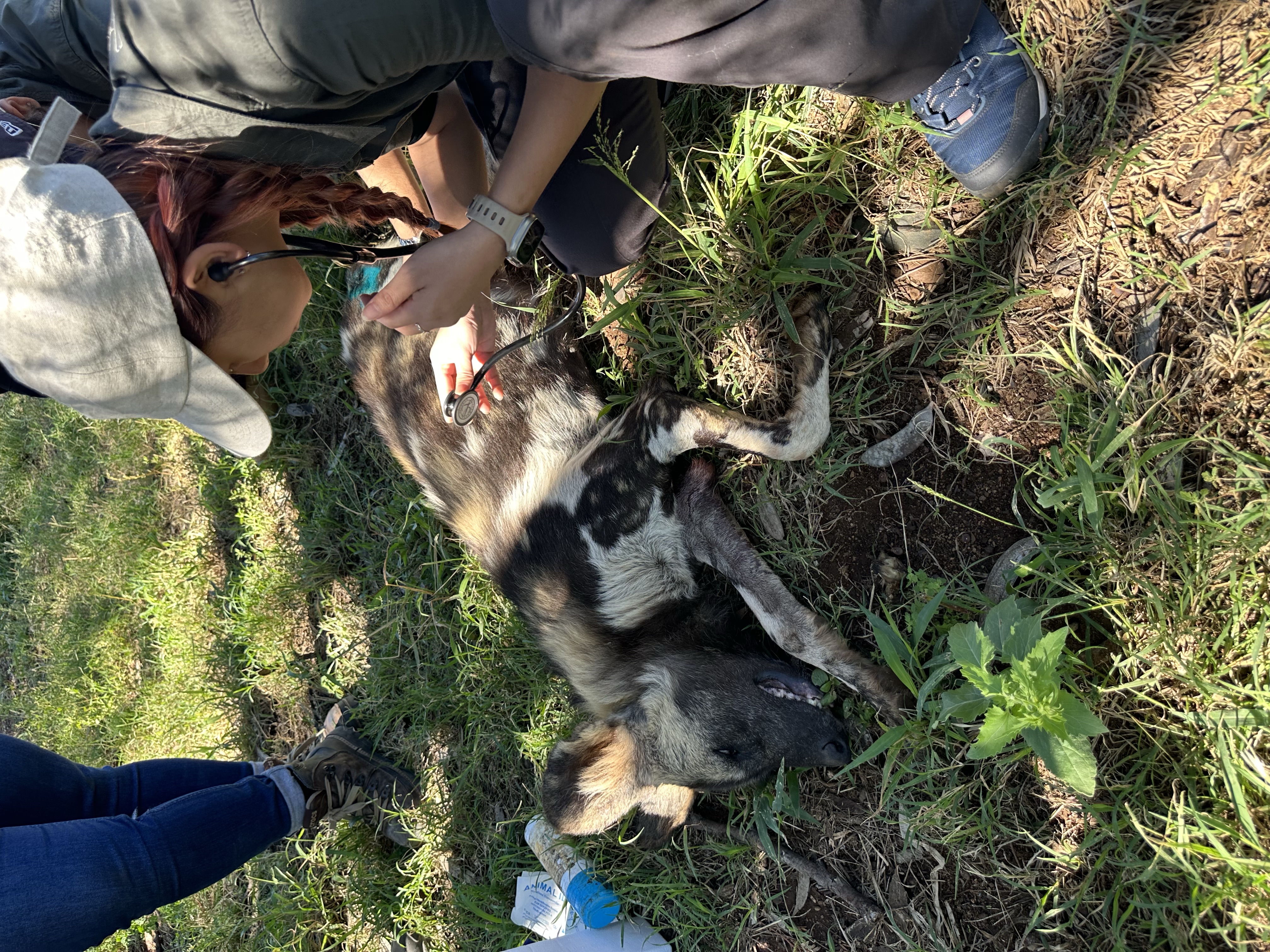 Rhino Connect Veterinary and Conservation 