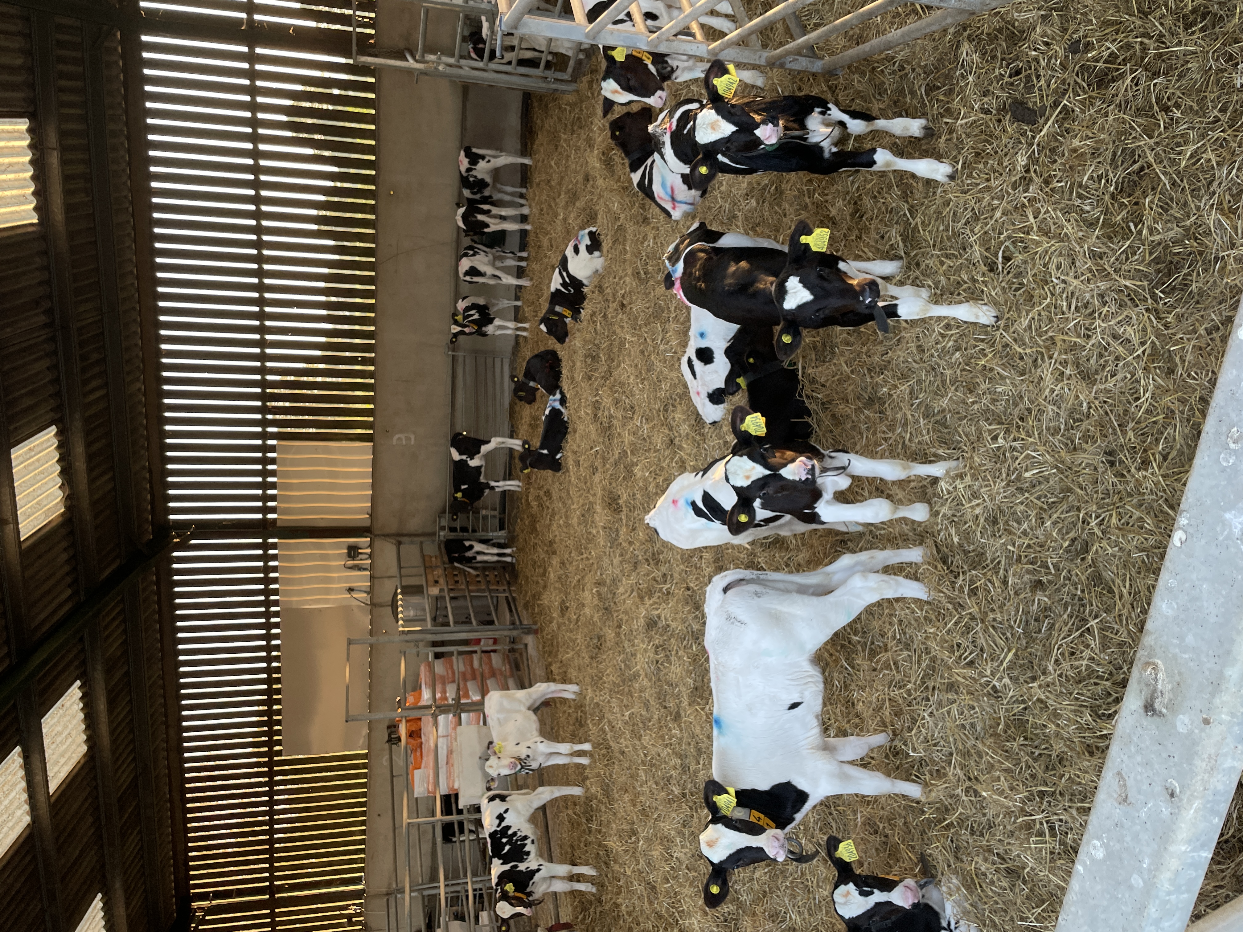 Dairy Placement