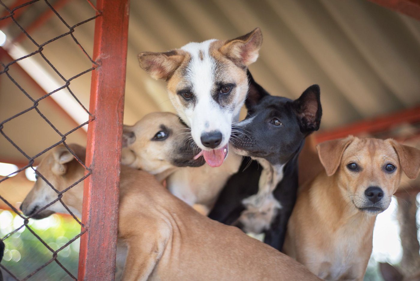 Soi Dog Foundation Aug intake 2027 