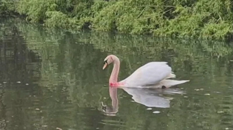 Swan Lifeline summer placement